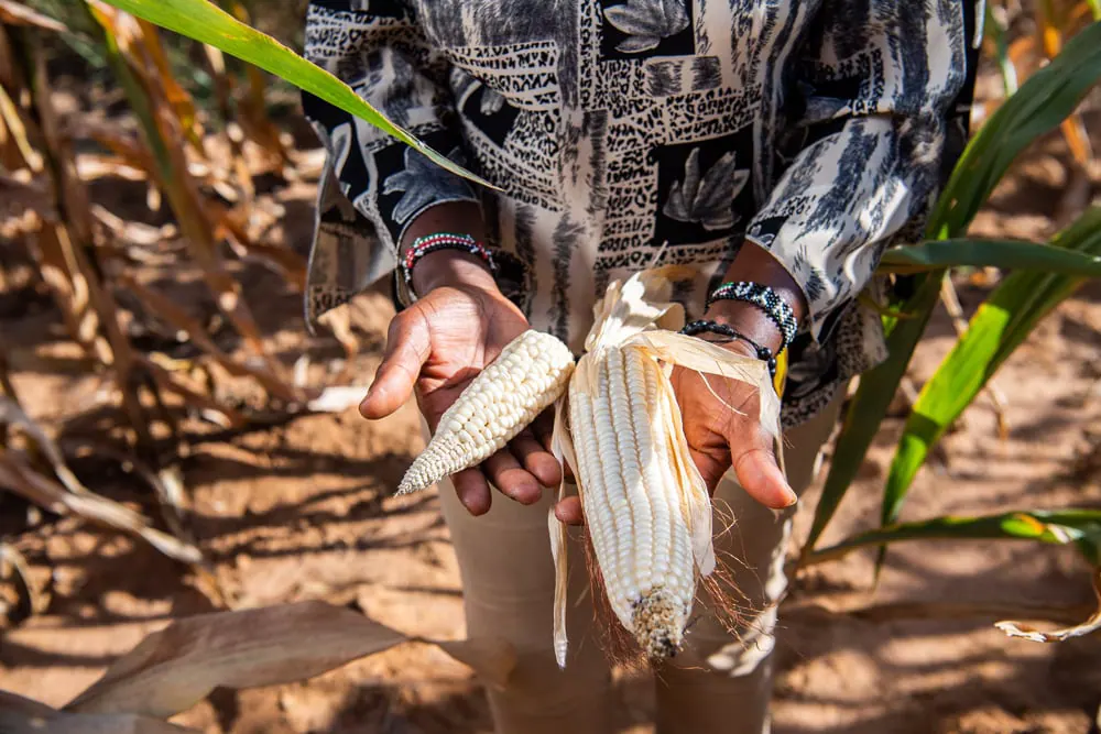 ActionAid Report Says Agroecology Could Boost Kenyan Farmers’ Profits by 37.8%