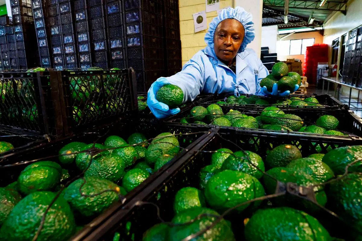 Agriculture and Food Authority Halts Avocado Sea Exports From October 30
