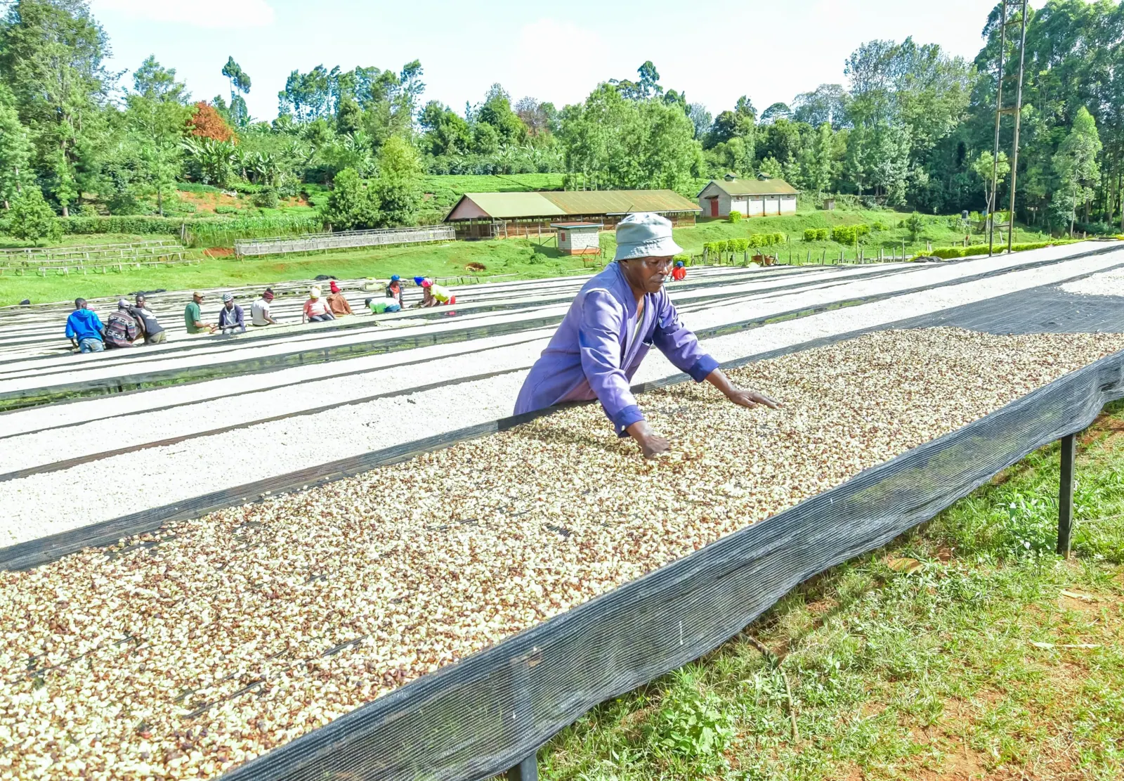 Coffee Farmers Earn KSh41.63 Billion in 2025/26 Season
