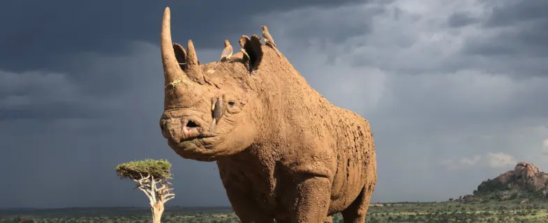 KRRE and KWS Unveil KSh5.8bn Rhino Recovery Plan to Boost Tourism