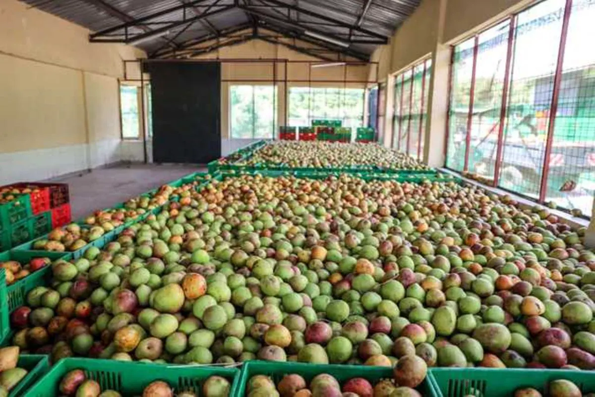 Makueni County Seeks Private Partner for KSh1bn Fruit Processing Plant