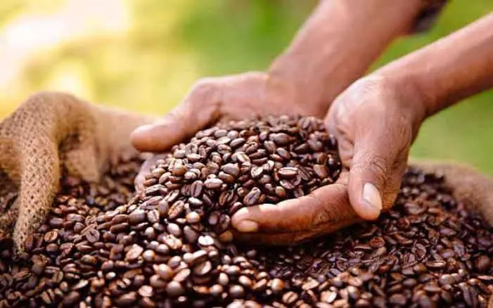 Science Summit Calls for Tech-Driven, Farmer-Centred Revival of Kenya’s Coffee Industry