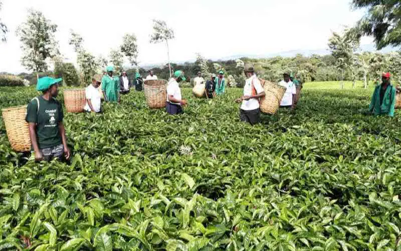 Tea Growers Queue for Bonuses as Low Payouts Spur Tax Protests