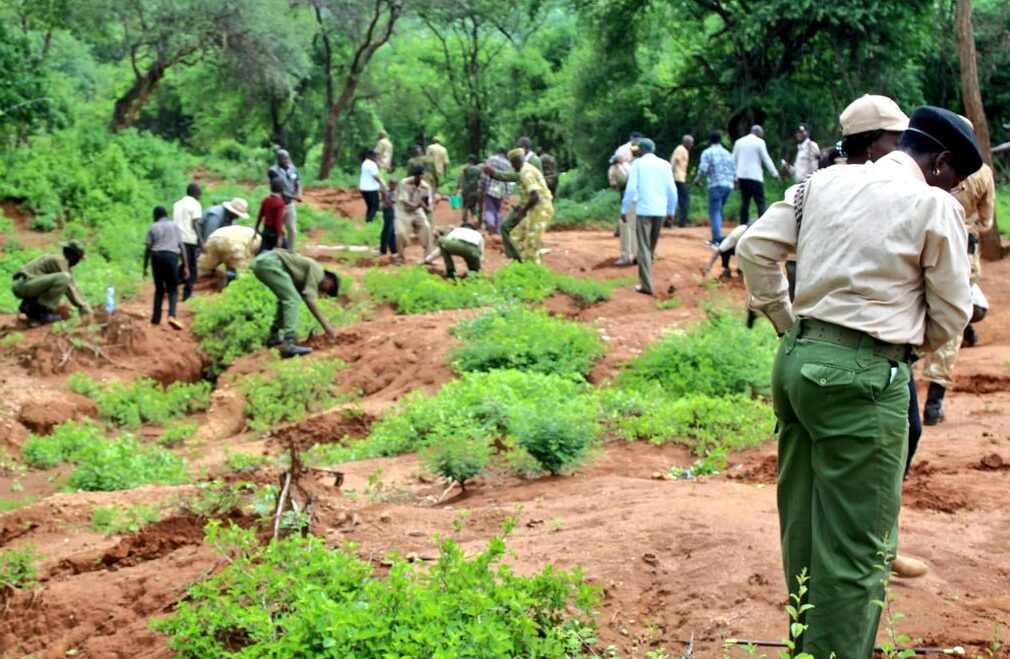 15 billion trees goal