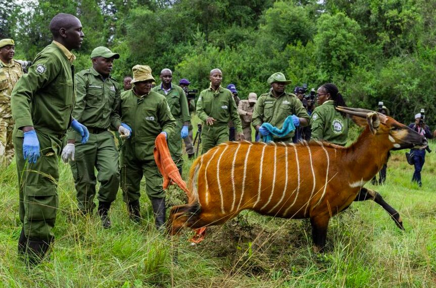 Mountain Bongo relocation to Kenya